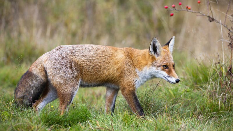 Raposa vermelha caminhando sobre prados frescos na natureza do outono