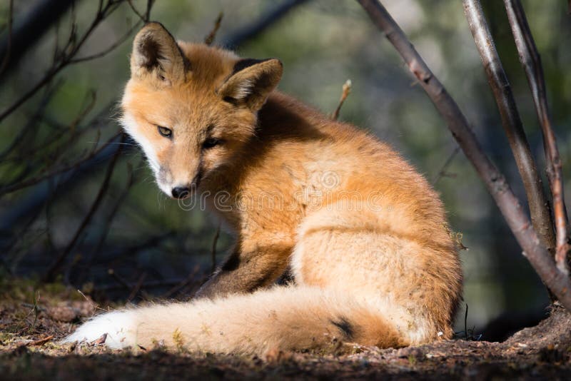 Raposa vermelha nova bonito no ponto ensolarado na floresta imagem de stock Raposa vermelha nova bonito no ponto ensolarado na floresta imagem de stock