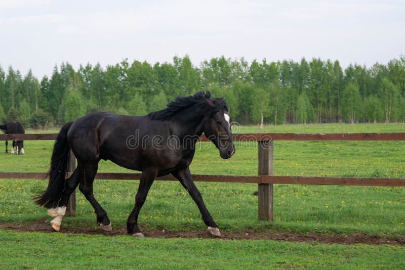 Rappe auf einem Weg in der Koppel Pferd und Natur stockfotos Rappe auf einem Weg in der Koppel Pferd und Natur stockfotos