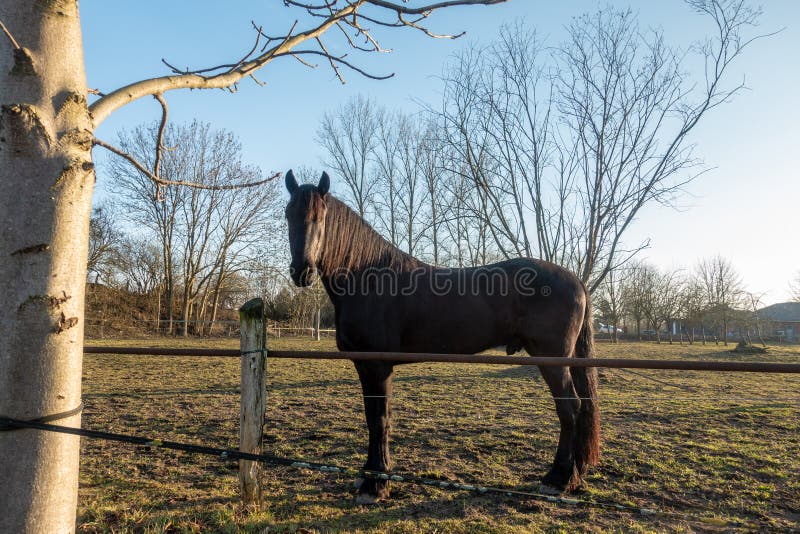 Rappen stehen auf einer Wiese und einem Blick in die Kamera stockfoto Rappen stehen auf einer Wiese und einem Blick in die Kamera stockfoto