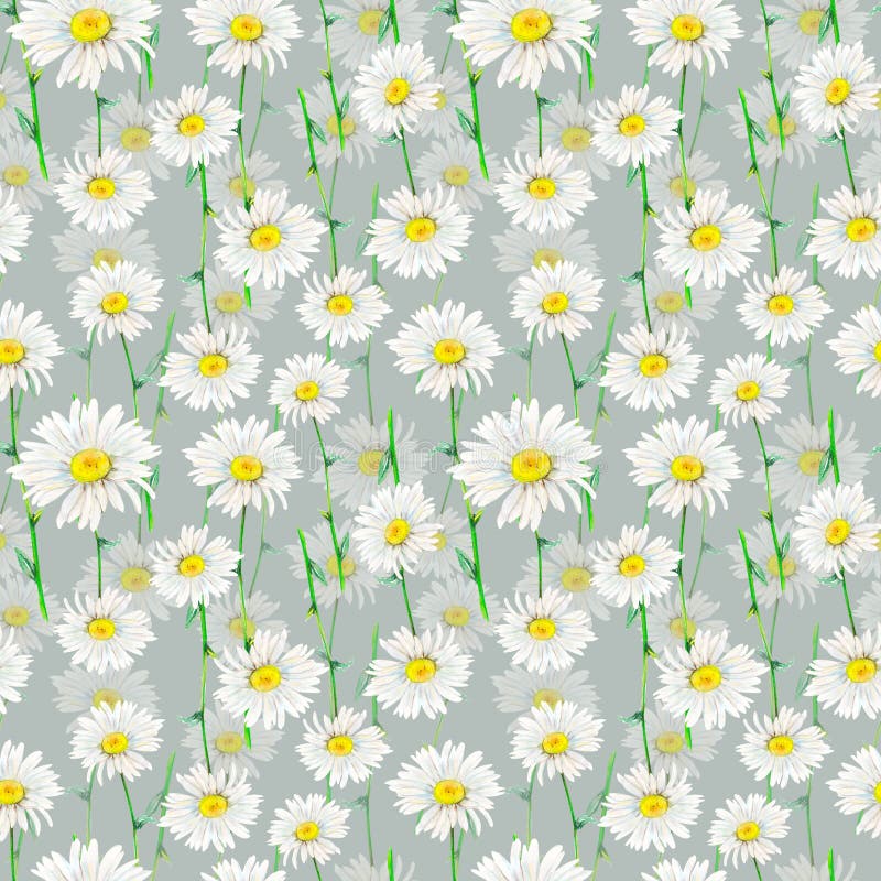 Rapporto a mano per stelo di camomilla. acquerello botanico illustrazione di teste di fiore delicate completamente aperte in grigi. fiori di campo di rinforzo verniciati scillamente per cartoline di logo di confezionamento tessile.