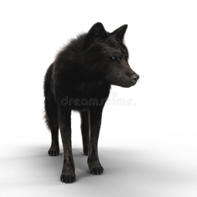 Rappresentazione del Wolf Standing nero illustrazione di stock