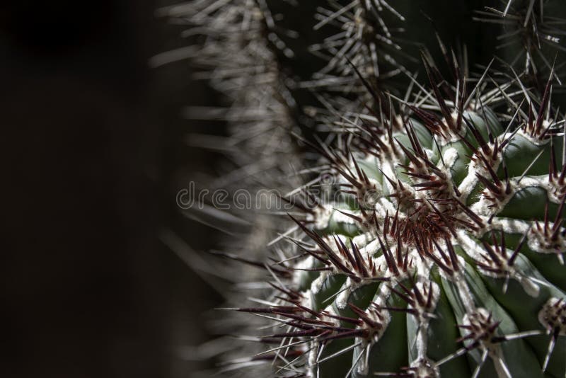Rappresentazione dettagliata del cactus con aculei di colore rosso scuro fotografia stock libera da diritti