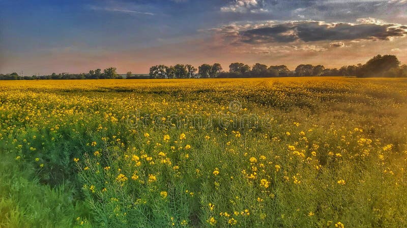 Raps field sommargrumlig eftermiddag i olomouc
