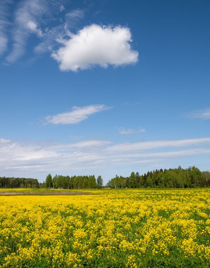 Rapsfält och Blue Sky. arkivfoton