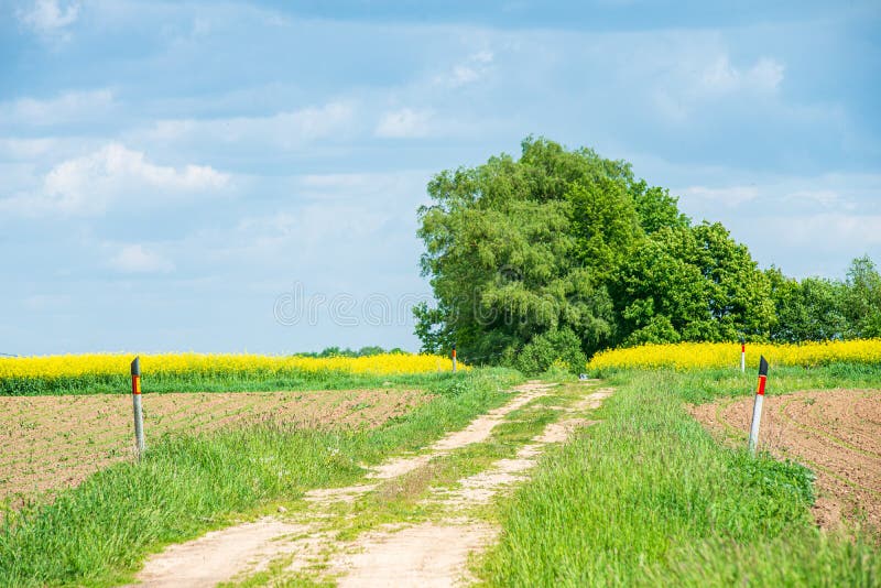 Rapssamen bloominf gelbe Felder im Fr?hjahr unter blauem Himmel im Sonnenschein lizenzfreie stockbilder Rapssamen bloominf gelbe Felder im Fr?hjahr unter blauem Himmel im Sonnenschein lizenzfreie stockbilder