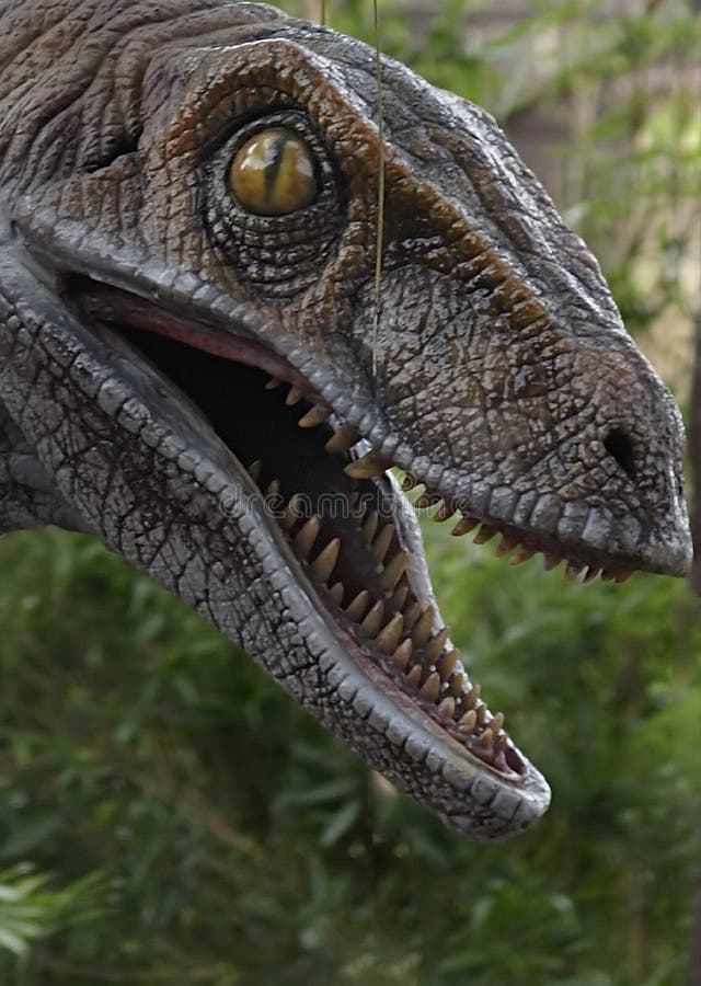 raptor zdjęcia royalty free raptor zdjęcia royalty free