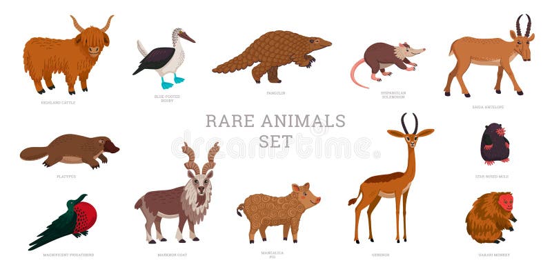 Rare Animals Collection. World Rarest Animals. Flat Style Vector Illustration Isolated on White Background. Stock Vector - Illustration of cartoon, mole: 191506578 Rare Animals Collection. World Rarest Animals. Flat Style Vector Illustration Isolated on White Background. Stock Vector - Illustration of cartoon, mole: 191506578