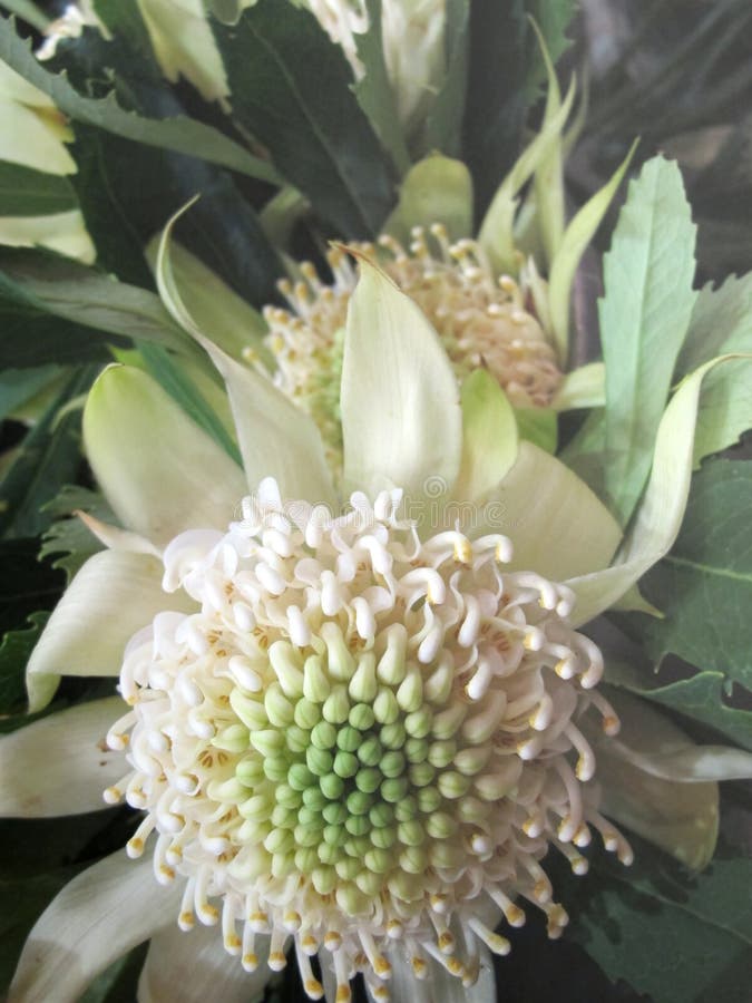 Rare Australian Native White Waratah Flower 1 Stock Photo Image 47069352