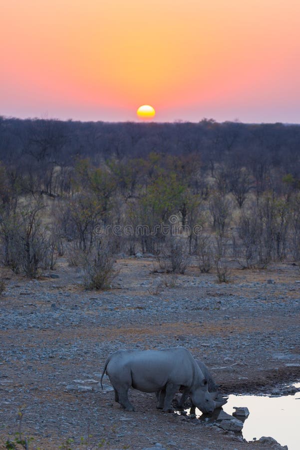Rare Black Rhinos drinking from waterhole at sunset. Wildlife Safari in Etosha National Park, the main travel destination in stock photography Rare Black Rhinos drinking from waterhole at sunset. Wildlife Safari in Etosha National Park, the main travel destination in stock photography