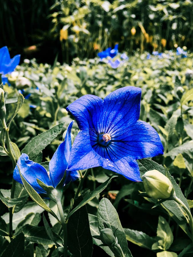 Blue flower stock photo. Image of flower, blue, flowers 149495342