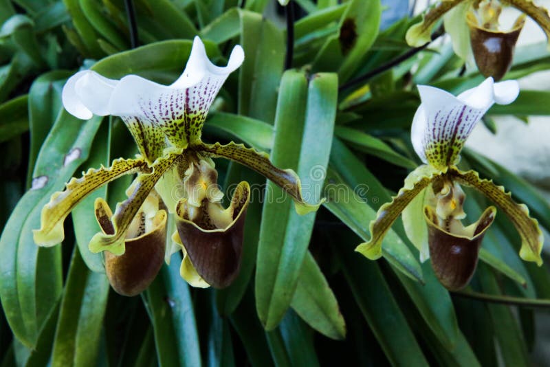 Rare Brazilian orchid stock image. Image of buds, unidentified - 150846045