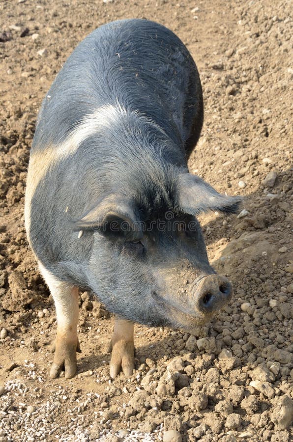 Rare breed pig standing stock image. Image of swine, farming 38788027
