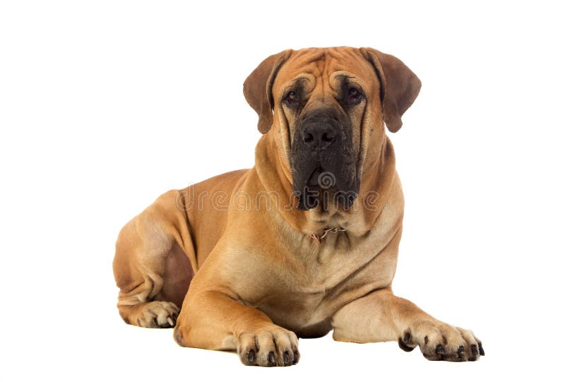 Rare breed South African boerboel posing in studio. Isolated on white