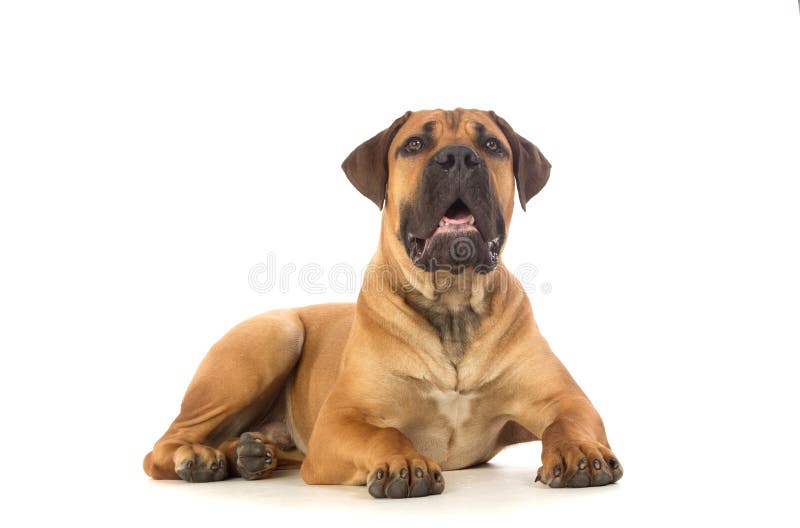 Rare breed South African boerboel puppy posing in studio. Isolated on white