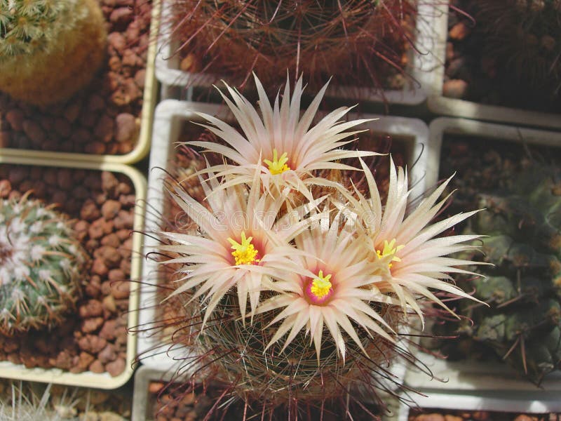 Mammillaria fuscata @ exotic cacti rare cactus collection flower seed 1000 SEEDS 