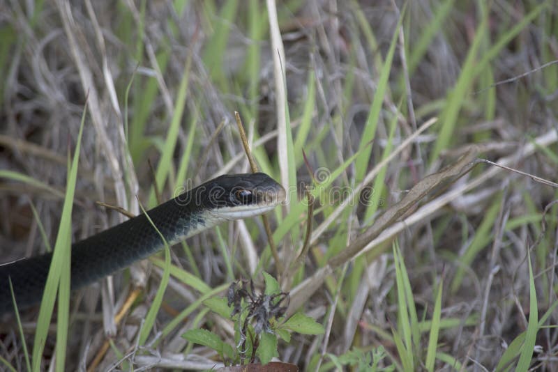 Rare Closeup Photo of Black Racer Snake in Tall Grass in Florida stock images Rare Closeup Photo of Black Racer Snake in Tall Grass in Florida stock images