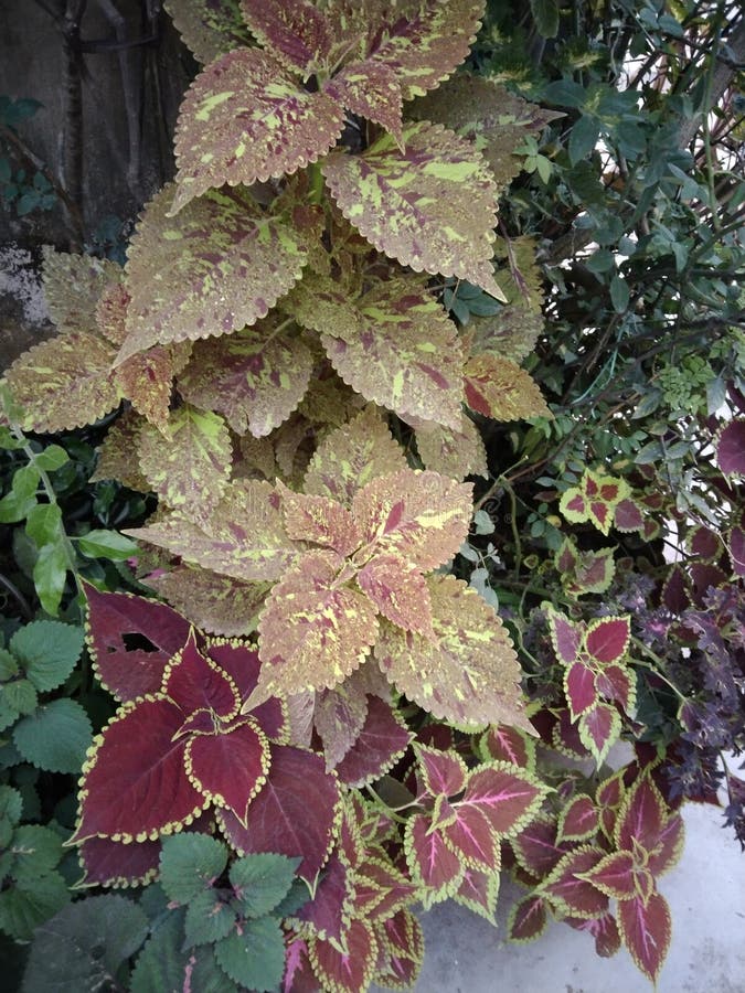 Rare coleus colours stock image. Image of wildflower 260815319