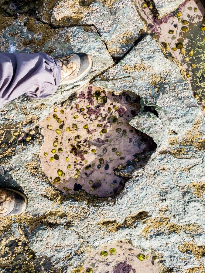 Rare Dinosaur Footprint of the Sauropod-dominated Tracksite from Rubha ...