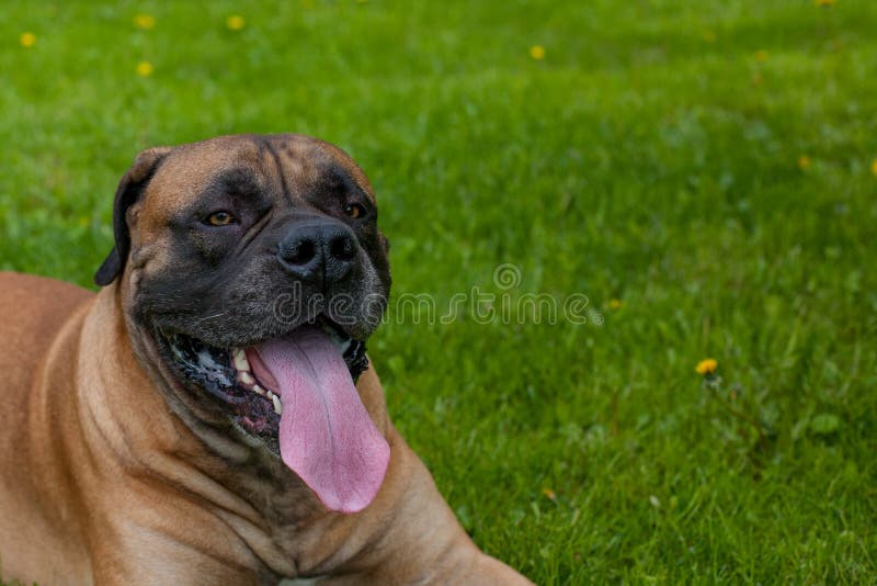 Rare dog breeds. Closeup portrait of a beautiful dog breed South African Boerboel on the green and amber grass background. South African Mastiff.