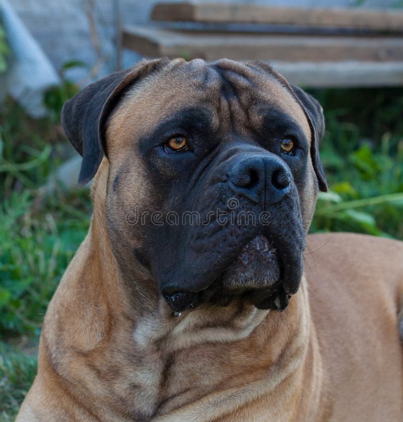 Rare dog breeds. Closeup portrait of a beautiful dog breed South African Boerboel on the green and amber grass background. South African Mastiff.