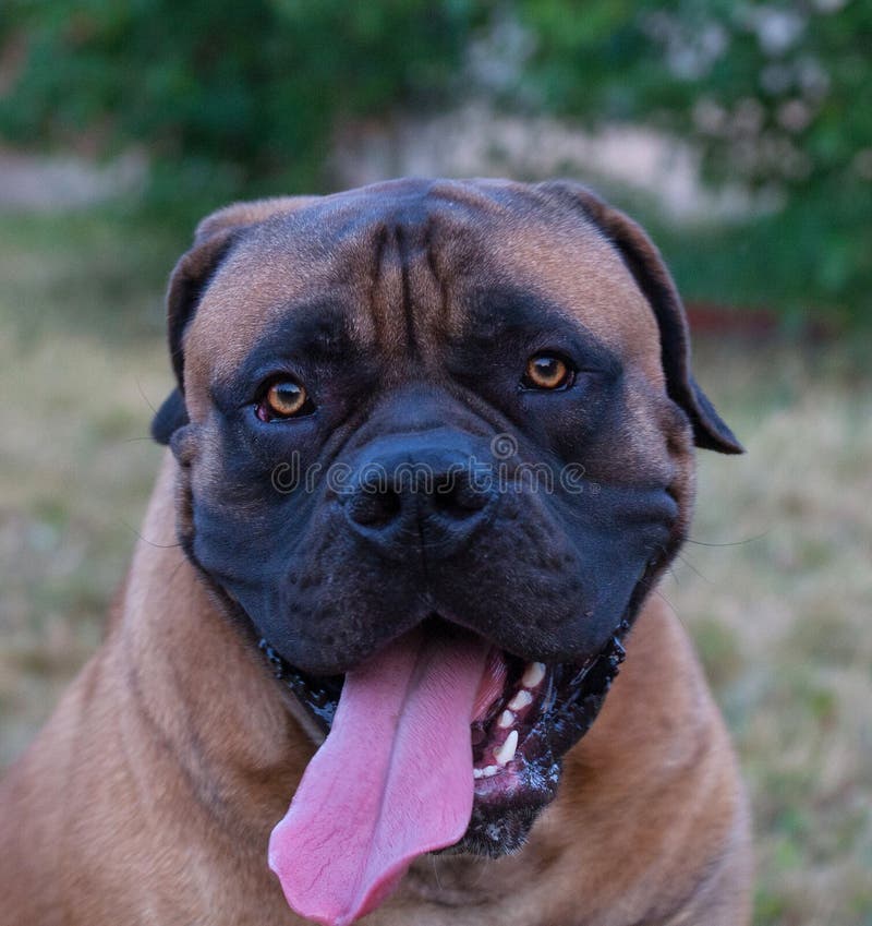 Rare dog breeds. Closeup portrait of a beautiful dog breed South African Boerboel on the green and amber grass background. South African Mastiff.