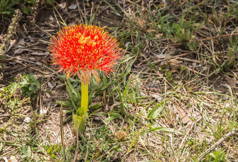 Rare Flowers of African Bush in Kenya Stock Photo Image of wildlife