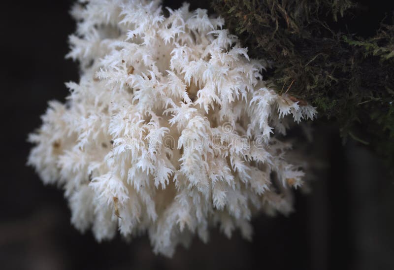 Rare mushrooms growing on a mossy tree.