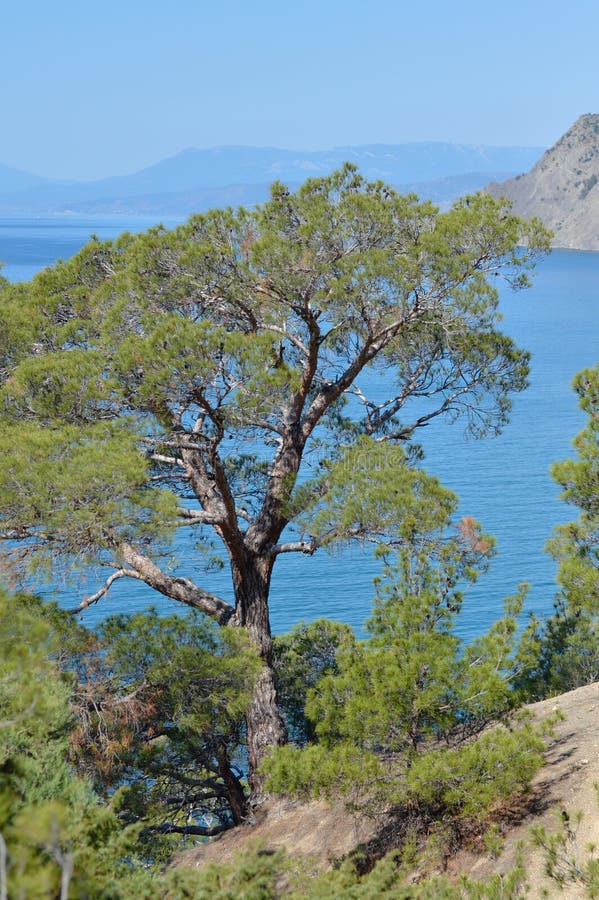 Rare pine tree in Crimea on rock by Black sea