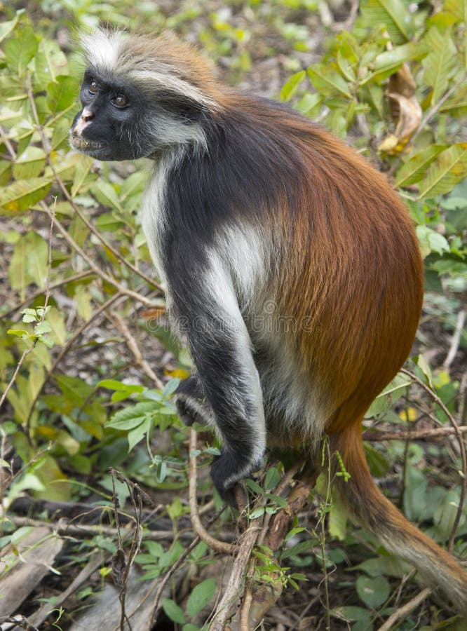 Rare Red Colobus Monkey