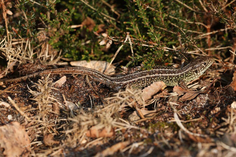A Rare Sand Lizard Lacerta Agilis Sunbathing in the Undergrowth. Stock