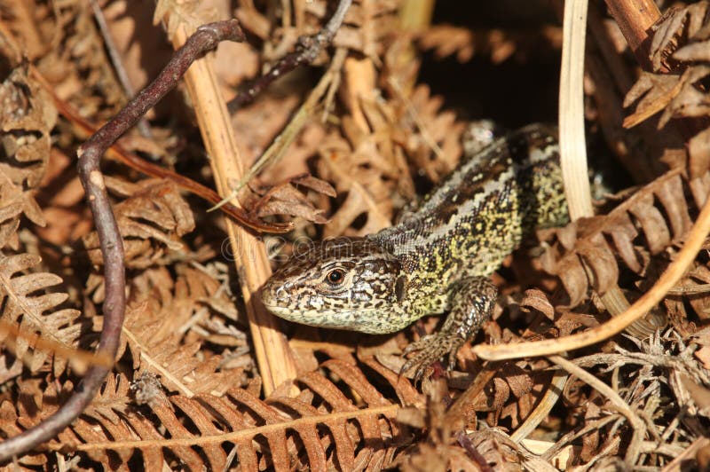 A Rare Sand Lizard Lacerta Agilis Sunning Itself in the Undergrowth
