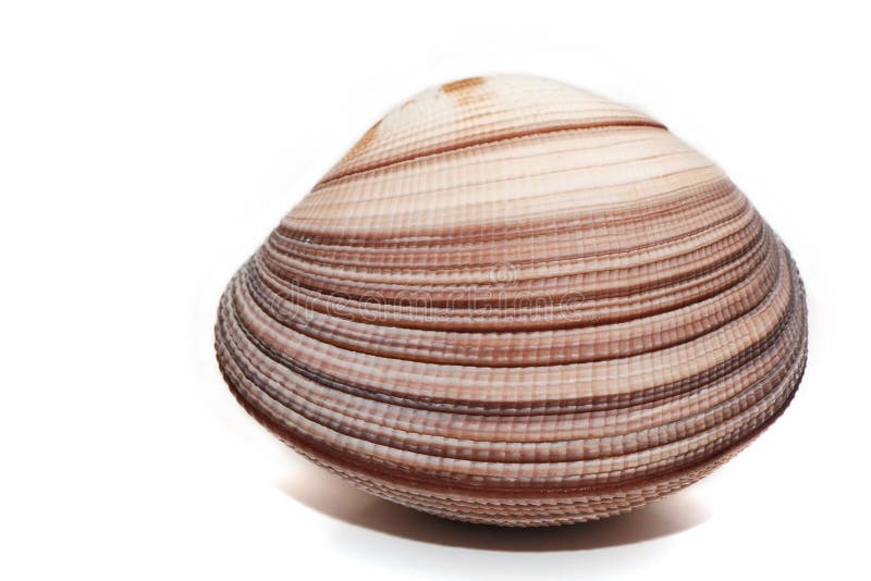 Rare sea shell isolated on white background.