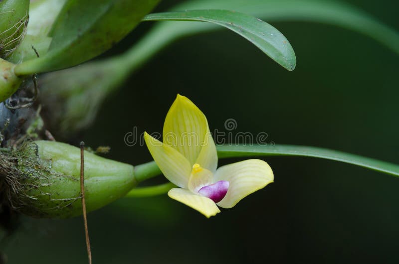 Rare species wild orchids Bulbophyllum sillenianum