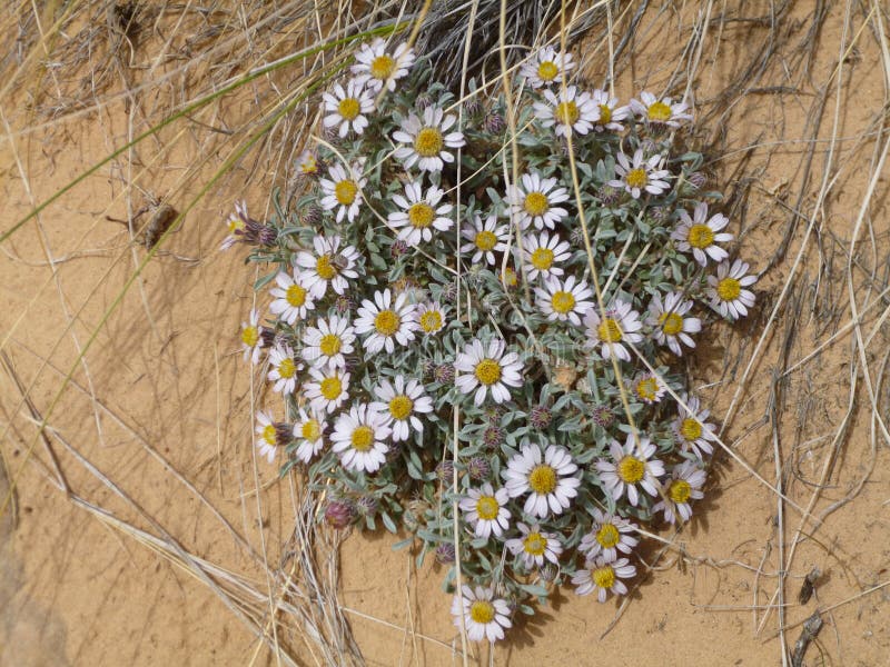Rare Tiny White Flowers in a Desert Stock Photo Image of green