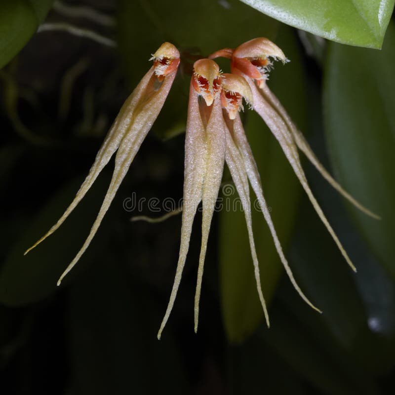 Rare tropical orchid flowers