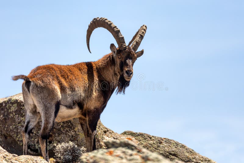 Rare Walia Ibex in Simien Mountains Ethiopia Stock Photo - Image of furry, beautiful: 152809044