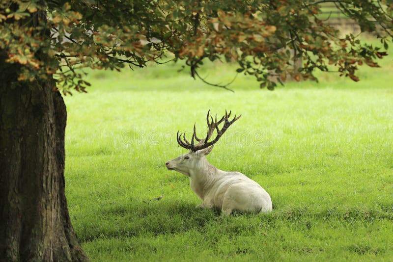 The Rare Whire Colored Red Deer - Cervus Elaphus - Lying on Pasture ...