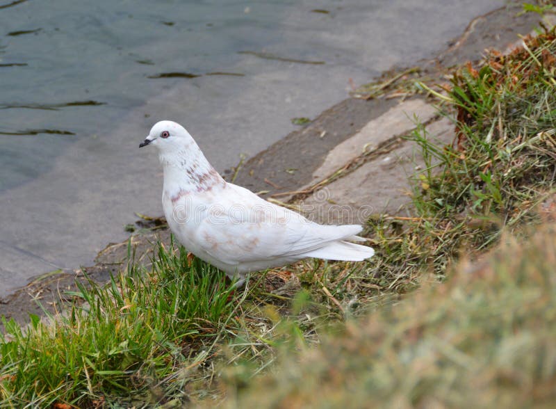 8,207 Brown Pigeon Photos Free & RoyaltyFree Stock Photos from