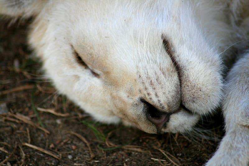 Rare white lion cub