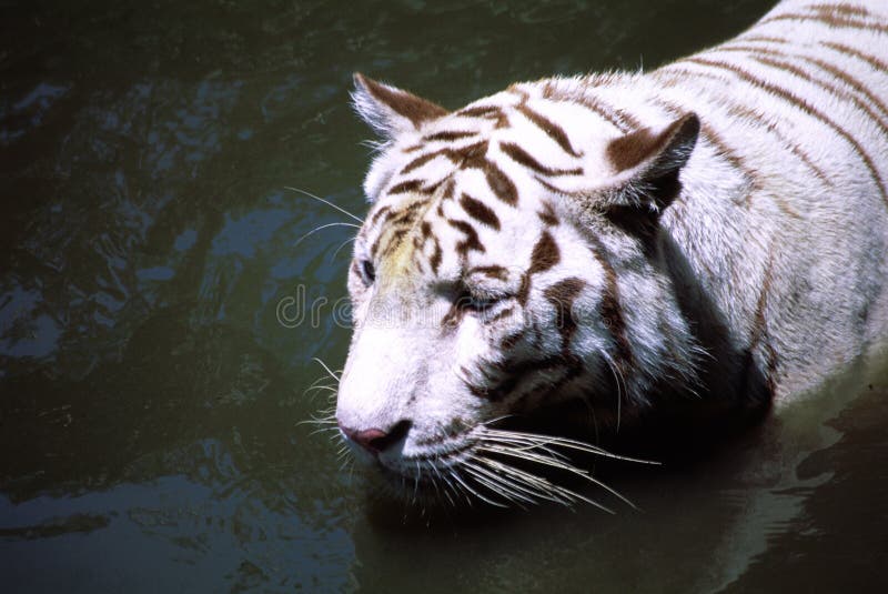 Rare White Tiger