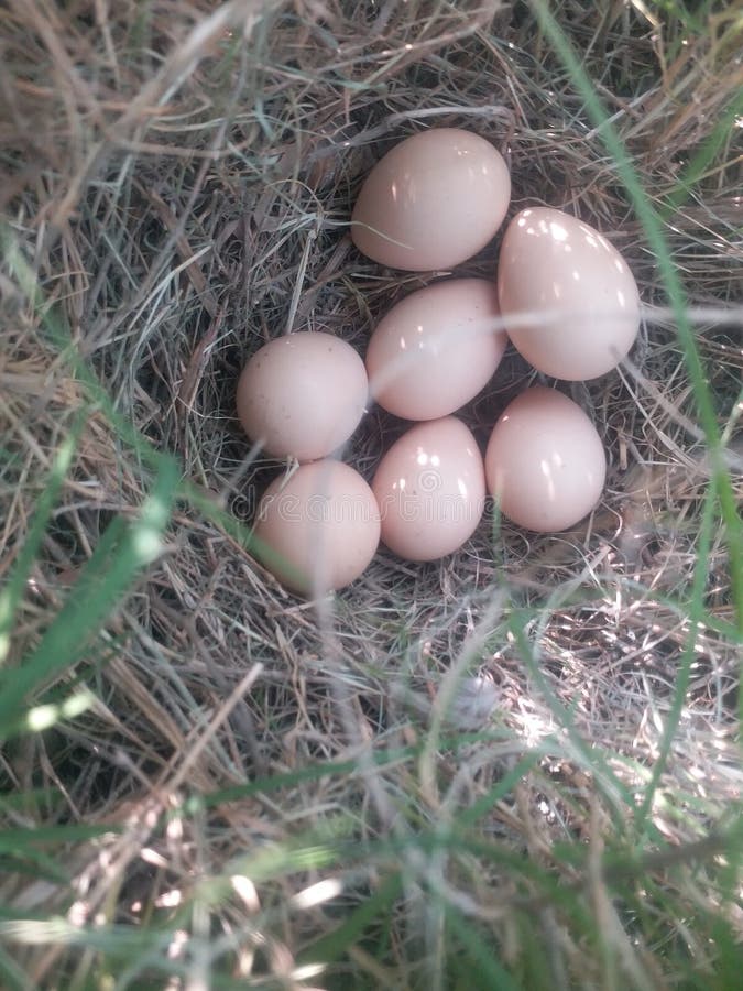 field sparrow eggs