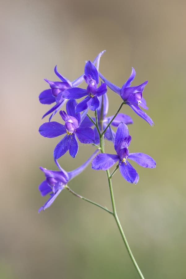 A rare and wonderful weed â€“ Forking Larkspur (Consolida regalis)