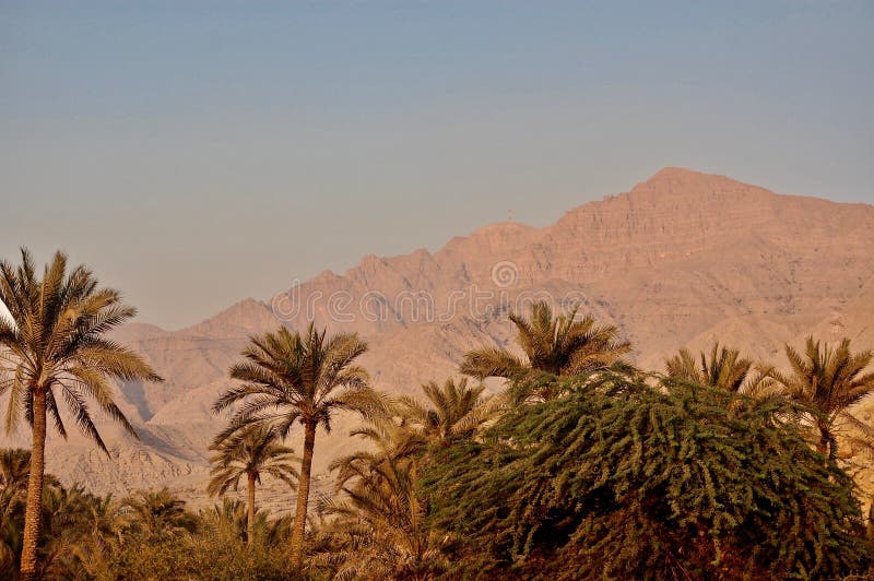 Ras al Khaimah Mountains dat bij Zonsondergang door een groep palmen kijkt stock foto's Ras al Khaimah Mountains dat bij Zonsondergang door een groep palmen kijkt stock foto's