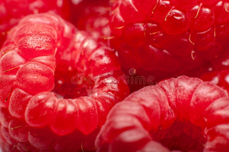 Rasberries στοκ εικόνες Rasberries στοκ εικόνες