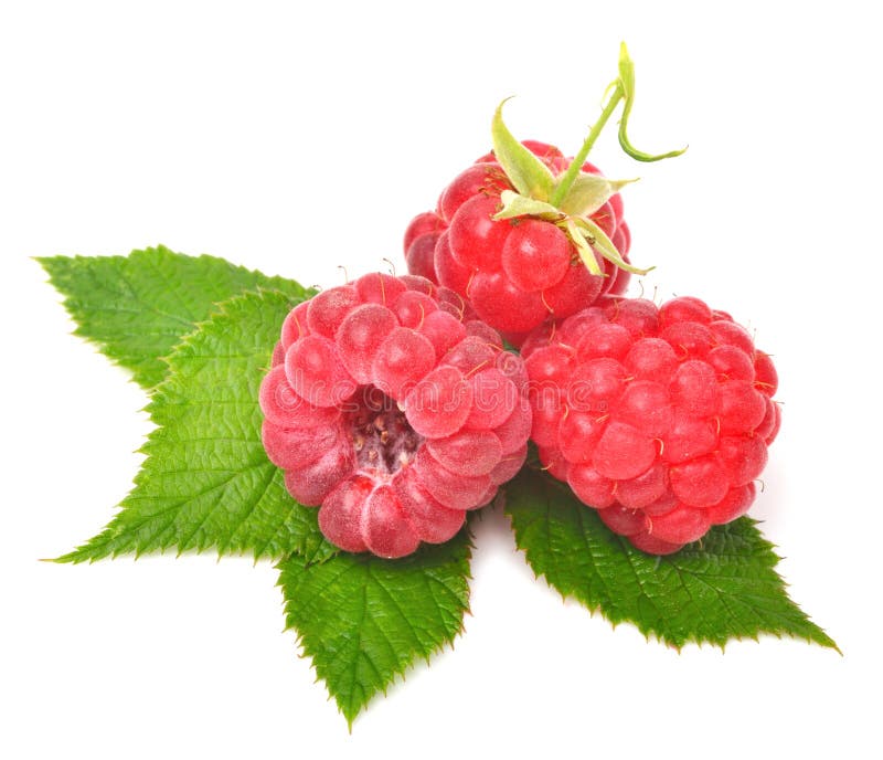 Rasberry con le foglie fotografia stock Rasberry con le foglie fotografia stock