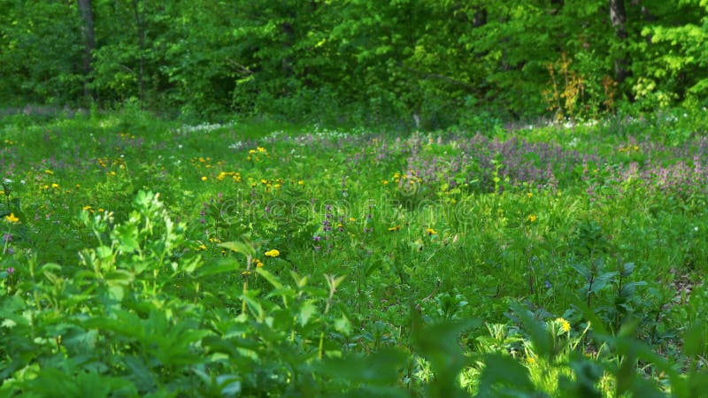 Rasen inmitten des Waldes mit vielen verschiedenen Blumen 4k Aufnahmen