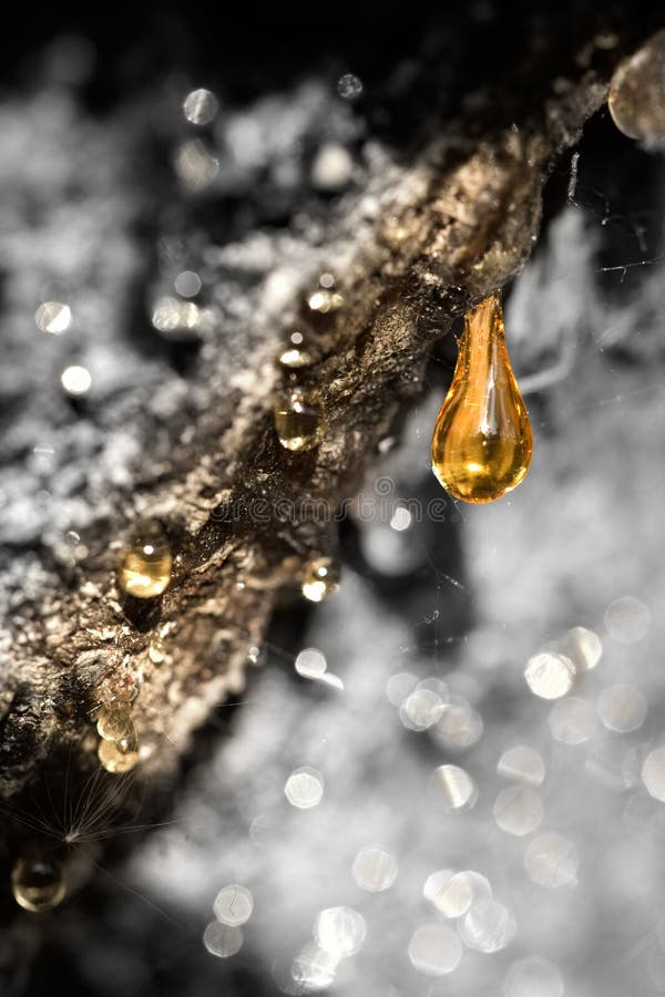 Macro. The bright yellow droplet of pitch similar to amber tear, on a background of a bark. Macro. The bright yellow droplet of pitch similar to amber tear, on a background of a bark