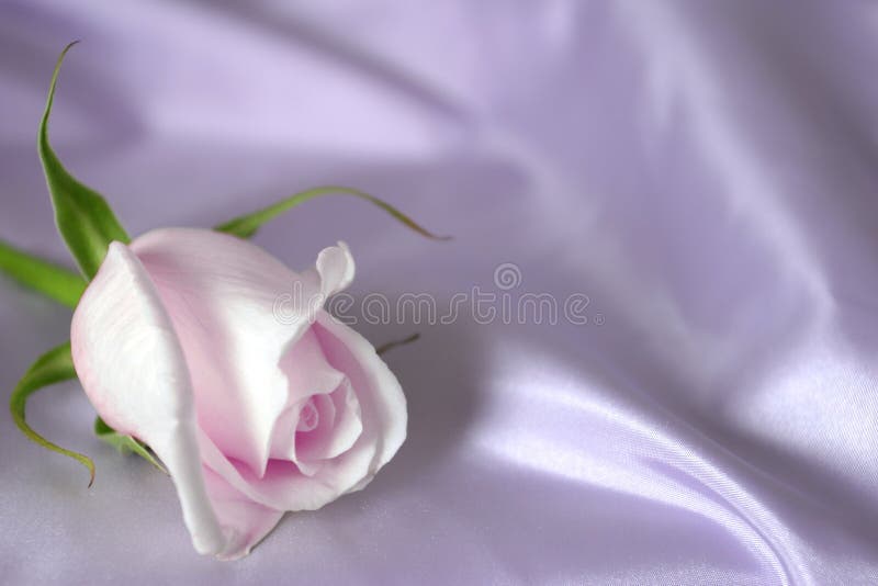 Raso fotografie stock libere da diritti Raso fotografie stock libere da diritti