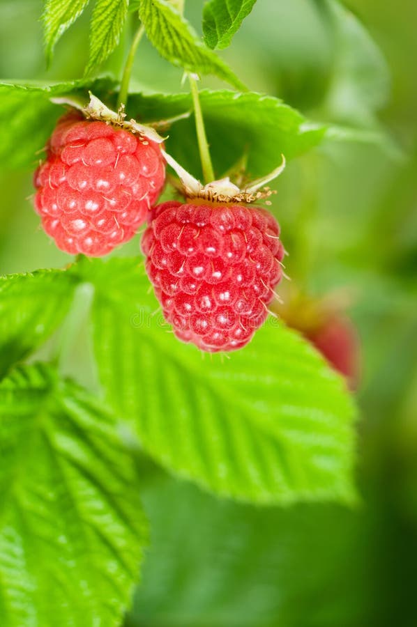 Raspberries